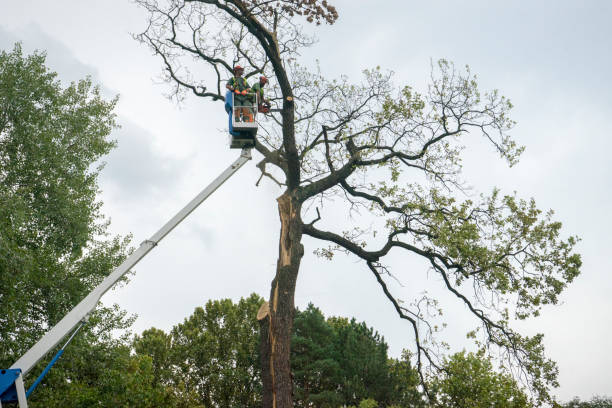 Reliable Mechanicsburg, OH Tree Care Solutions